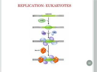 Comprehensive Overview of DNA Replication Mechanisms and Enzymes | PPTX