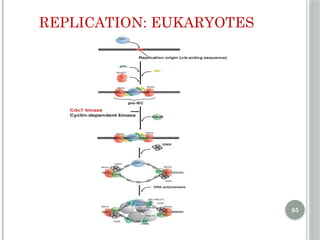 Comprehensive Overview of DNA Replication Mechanisms and Enzymes | PPTX