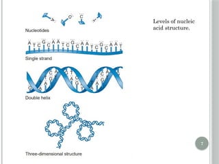 Comprehensive Overview of DNA Replication Mechanisms and Enzymes | PPTX