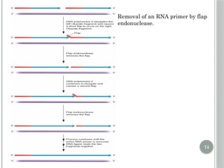 Comprehensive Overview of DNA Replication Mechanisms and Enzymes | PPTX