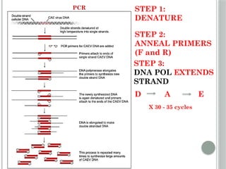 Comprehensive Overview of DNA Replication Mechanisms and Enzymes | PPTX