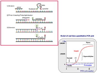 Comprehensive Overview of DNA Replication Mechanisms and Enzymes | PPTX
