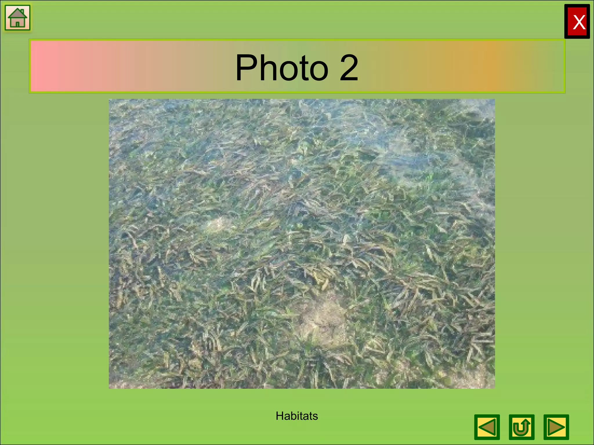 X
Photo 2
Habitats
 