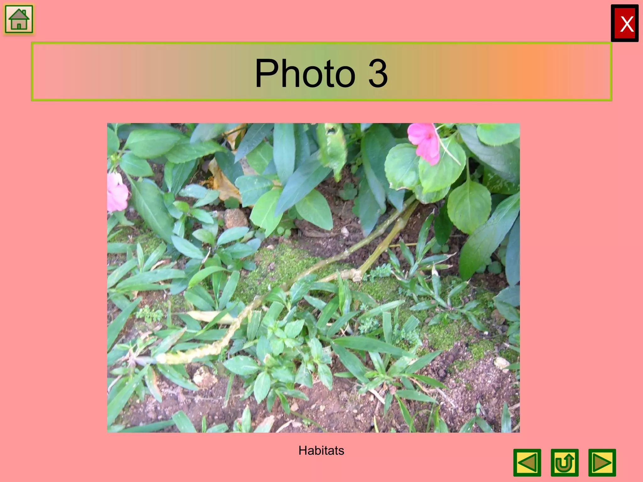 X
Photo 3
Habitats
 