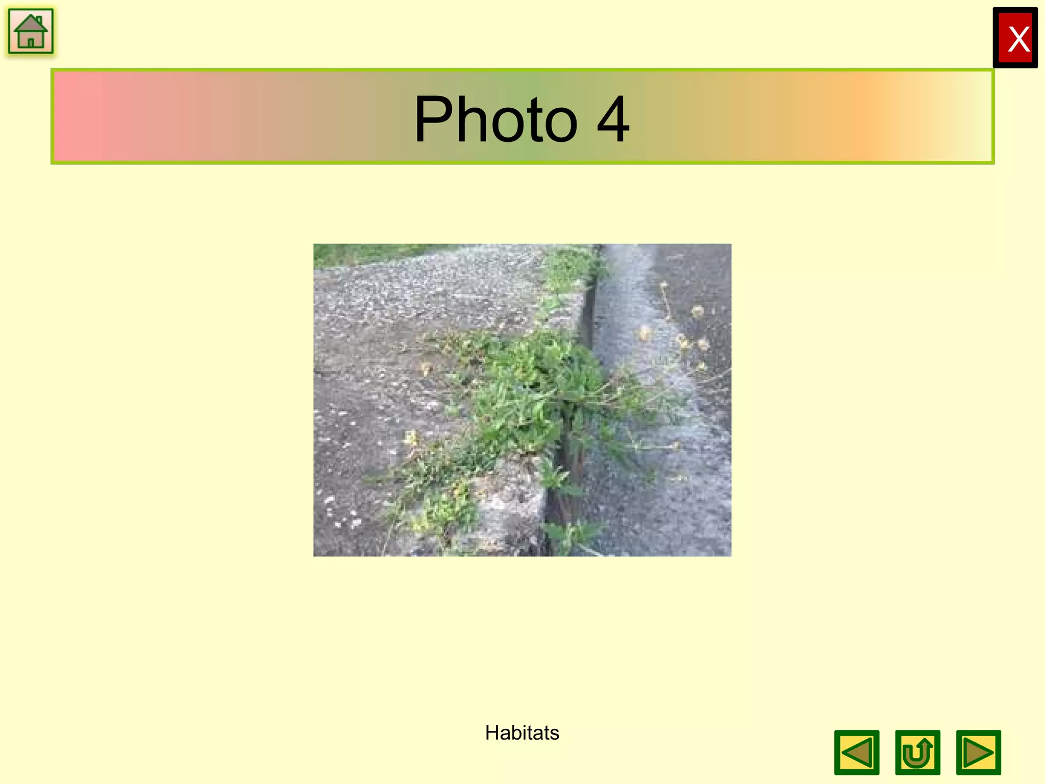 X
Photo 4
Habitats
 