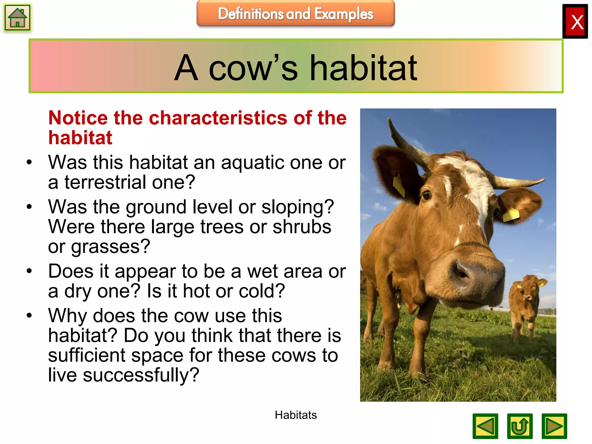 X
A cow’s habitat
Notice the characteristics of the
habitat
• Was this habitat an aquatic one or
a terrestrial one?
• Was the ground level or sloping?
Were there large trees or shrubs
or grasses?
• Does it appear to be a wet area or
a dry one? Is it hot or cold?
• Why does the cow use this
habitat? Do you think that there is
sufficient space for these cows to
live successfully?
Habitats
 