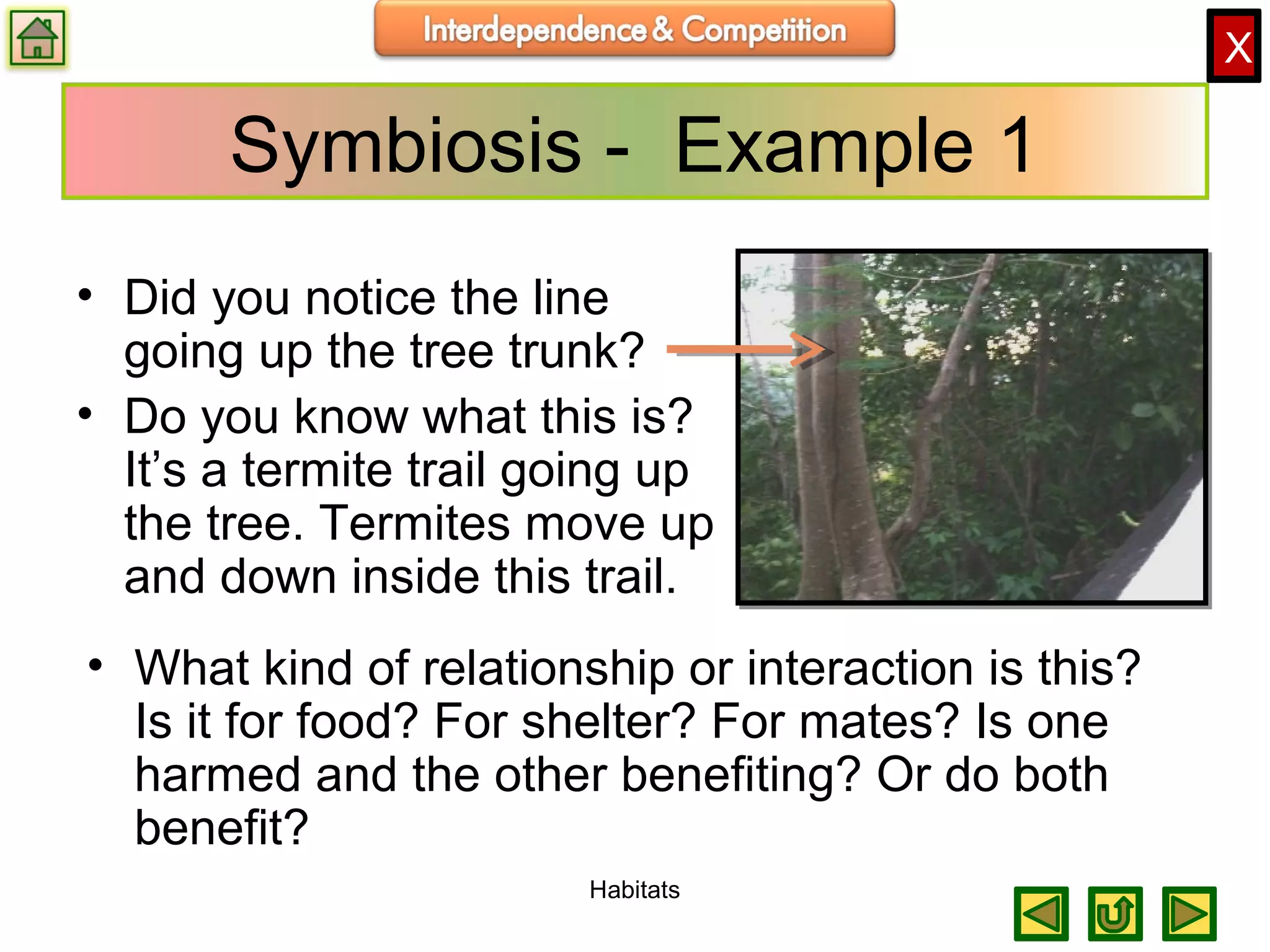 X
Symbiosis - Example 1
• Did you notice the line
going up the tree trunk?
• Do you know what this is?
It’s a termite trail going up
the tree. Termites move up
and down inside this trail.
• What kind of relationship or interaction is this?
Is it for food? For shelter? For mates? Is one
harmed and the other benefiting? Or do both
benefit?
Habitats
 
