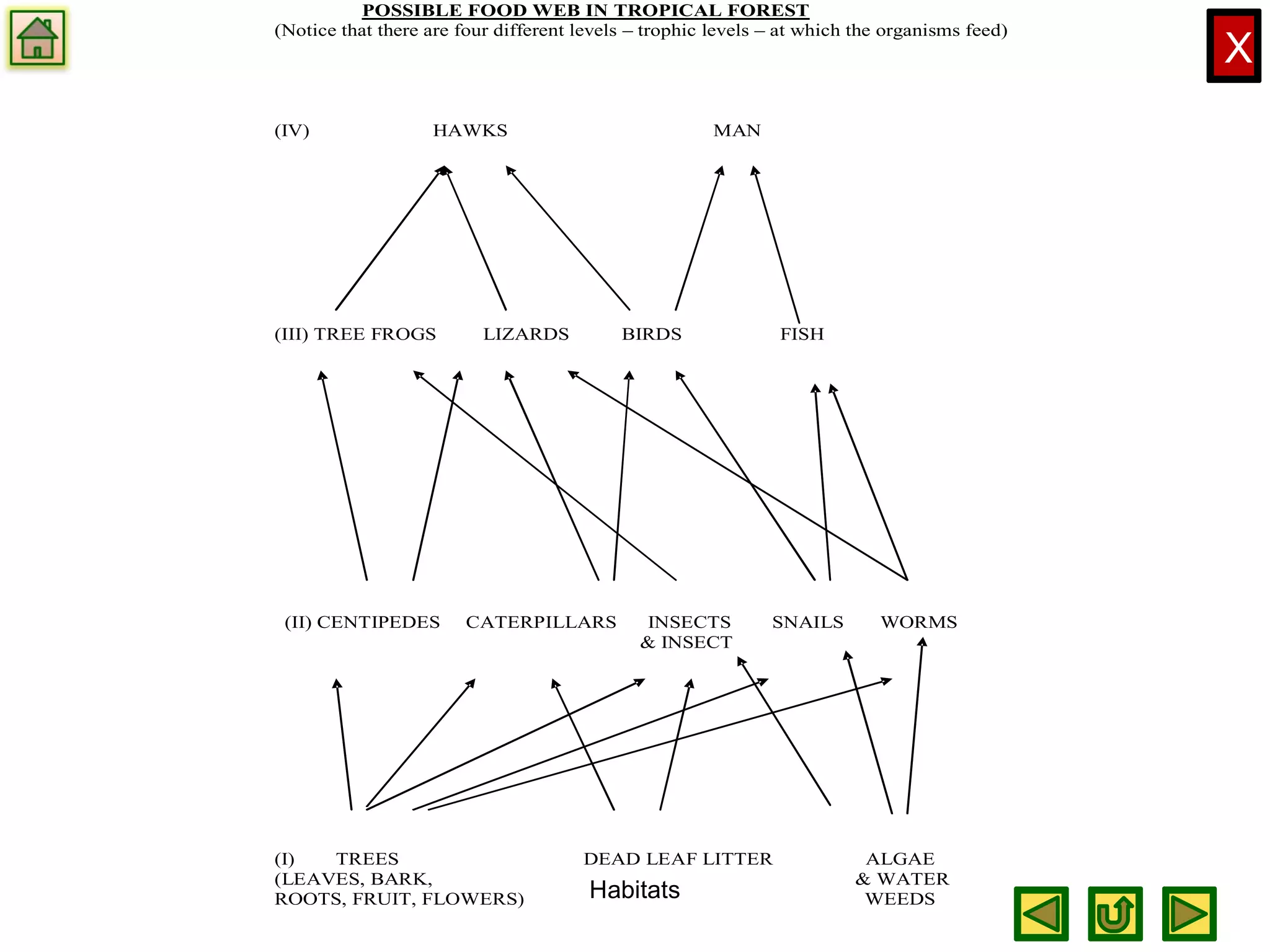 X
POSSIBLE FOOD WEB IN TROPICAL FOREST
(Notice that there are four different levels – trophic levels – at which the organisms feed)
(IV) HAWKS MAN
(III) TREE FROGS LIZARDS BIRDS FISH
(II) CENTIPEDES CATERPILLARS INSECTS SNAILS WORMS
& INSECT
(I) TREES DEAD LEAF LITTER ALGAE
(LEAVES, BARK, & WATER
ROOTS, FRUIT, FLOWERS) WEEDSHabitats
 