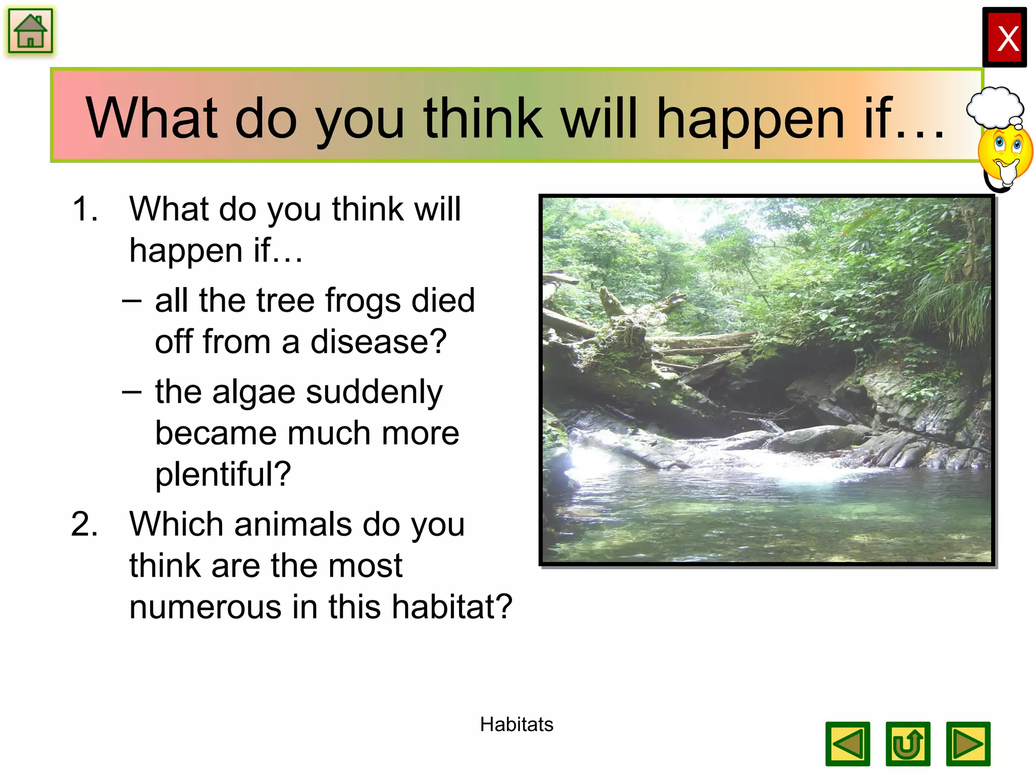 X
What do you think will happen if…
1. What do you think will
happen if…
– all the tree frogs died
off from a disease?
– the algae suddenly
became much more
plentiful?
2. Which animals do you
think are the most
numerous in this habitat?
Habitats
 