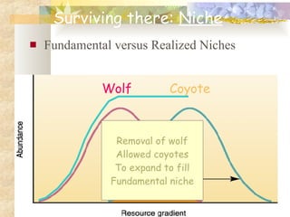Fundamental versus Realized Niches Ecology I:  Species, Populations, Communities and Ecosystems Wolf Coyote Surviving there:  Niche Removal of wolf Allowed coyotes To expand to fill Fundamental niche 