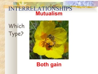 INTERRELATIONSHIPS Mutualism Which Type? Both gain 