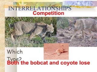 INTERRELATIONSHIPS Competition Which Type? Both the bobcat and coyote lose 