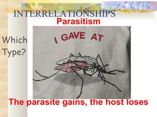 INTERRELATIONSHIPS Parasitism Which Type? The parasite gains, the host loses 