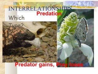 INTERRELATIONSHIPS Predation Which Type? Predator gains, Prey loses 