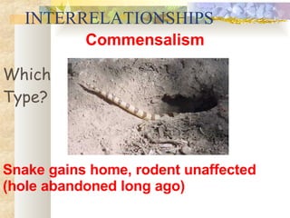 INTERRELATIONSHIPS Commensalism Which Type? Snake gains home, rodent unaffected (hole abandoned long ago) 