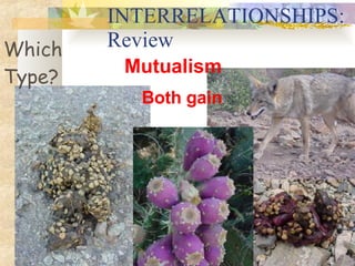 INTERRELATIONSHIPS: Review Mutualism Which Type? Both gain 