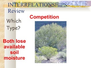INTERRELATIONSHIPS: Review Competition Which Type? Both lose available soil moisture 