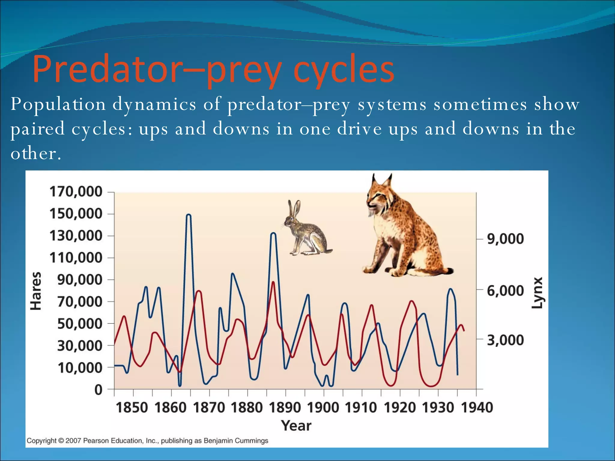 Predator – prey cycles Population dynamics of predator – prey systems sometimes show paired cycles: ups and downs in one drive ups and downs in the other. 