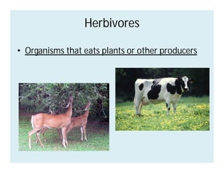 Herbivores
Herbivores
• Organisms that eats plants or other producers
 
