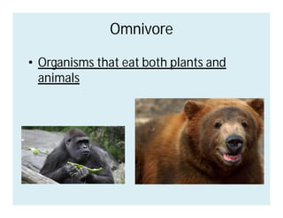 Omnivore
Omnivore
• Organisms that eat both plants and
animals
 