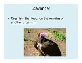 Scavenger
• Organism that feeds on the remains of
another organism
 