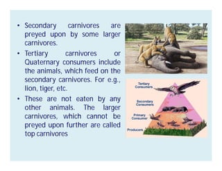 • Secondary carnivores are
preyed upon by some larger
carnivores.
• Tertiary carnivores or
Quaternary consumers include
the animals, which feed on the
secondary carnivores. For e.g.,
lion, tiger, etc.
• These are not eaten by any
other animals. The larger
carnivores, which cannot be
preyed upon further are called
top carnivores
 