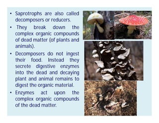 • Saprotrophs are also called
decomposers or reducers.
• They break down the
complex organic compounds
of dead matter (of plants and
animals).
• Decomposers do not ingest
their food. Instead they
secrete digestive enzymes
into the dead and decaying
plant and animal remains to
digest the organic material.
• Enzymes act upon the
complex organic compounds
of the dead matter.
 