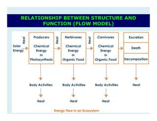 RELATIONSHIP BETWEEN STRUCTURE AND
FUNCTION (FLOW MODEL)
 