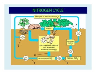 NITROGEN CYCLE
 