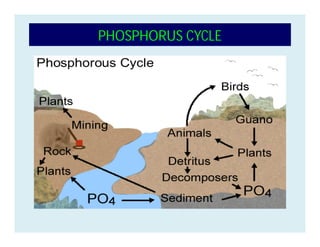 PHOSPHORUS CYCLE
 