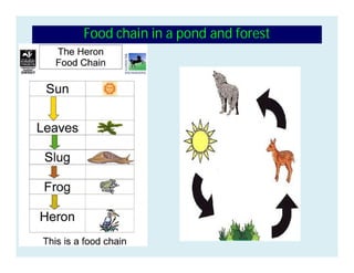 Food chain in a pond and forest
 