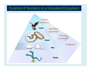 Pyramid of Numbers in a Grassland Ecosystem
 