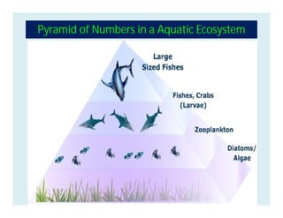 Pyramid of Numbers in a Aquatic Ecosystem
 