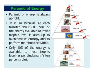 • Pyramid of energy is always
upright.
• It is so because at each
transfer about 80 - 90% of
the energy available at lower
trophic level is used up to
overcome its entropy and to
perform metabolic activities.
• Only 10% of the energy is
available to next trophic
level (as per Lindemann's ten
percent rule).
Pyramid of Energy
 