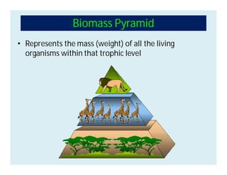 Biomass Pyramid
• Represents the mass (weight) of all the living
organisms within that trophic level
 