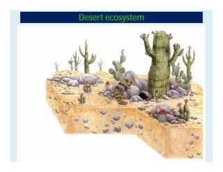 Desert ecosystem
 