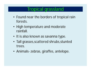 Tropical grassland
• Found near the borders of tropical rain
forests.
• High temperature and moderate
rainfall.
• It is also known as savanna type.
• Tall grasses,scattered shrubs,stunted
trees.
• Animals- zebras, giraffes, antelope.
 