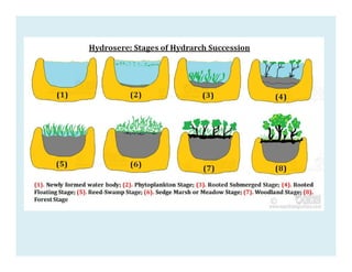 Unit 2 - EVS - Different type of Ecosystems | PDF