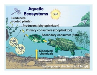 Unit 2 - EVS - Different type of Ecosystems | PDF