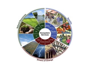 Unit 2 - EVS - Different type of Ecosystems | PDF