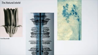 The Natural World
Karl Blossfedlt