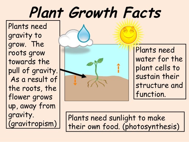 top 28 facts about plants 28 best facts about plants top 28 facts about plants 28 best facts about plants