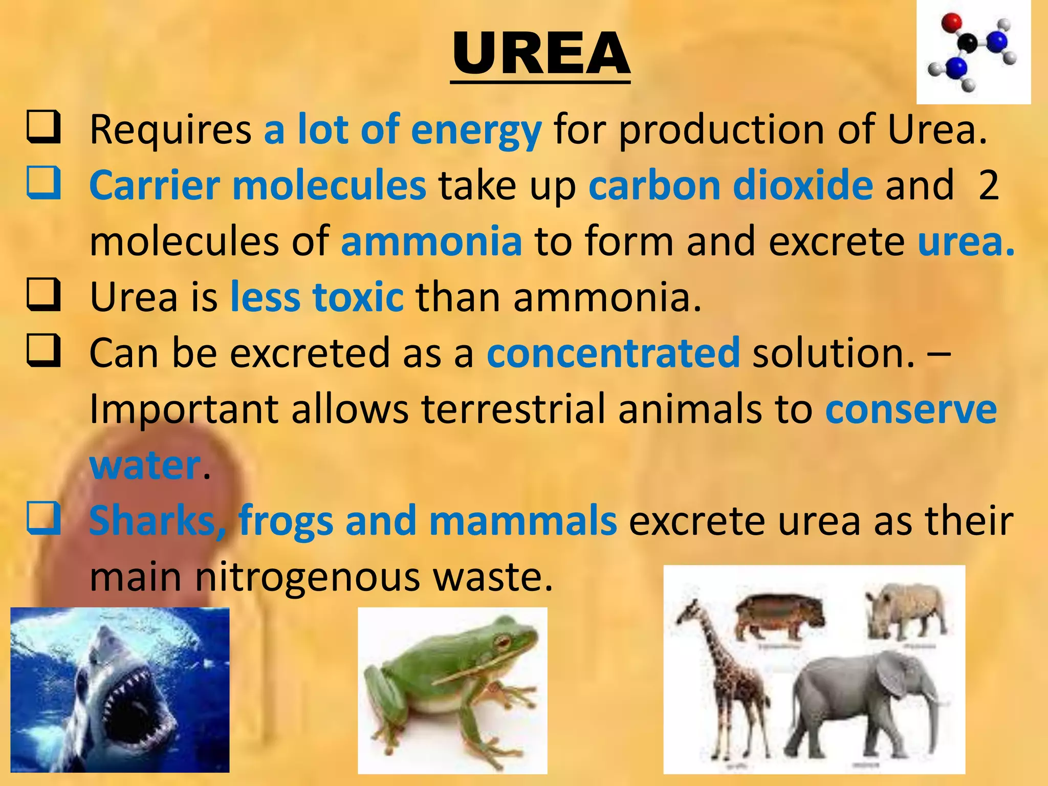 UREA
 Requires a lot of energy for production of Urea.
 Carrier molecules take up carbon dioxide and 2
molecules of ammonia to form and excrete urea.
 Urea is less toxic than ammonia.
 Can be excreted as a concentrated solution. –
Important allows terrestrial animals to conserve
water.
 Sharks, frogs and mammals excrete urea as their
main nitrogenous waste.
 