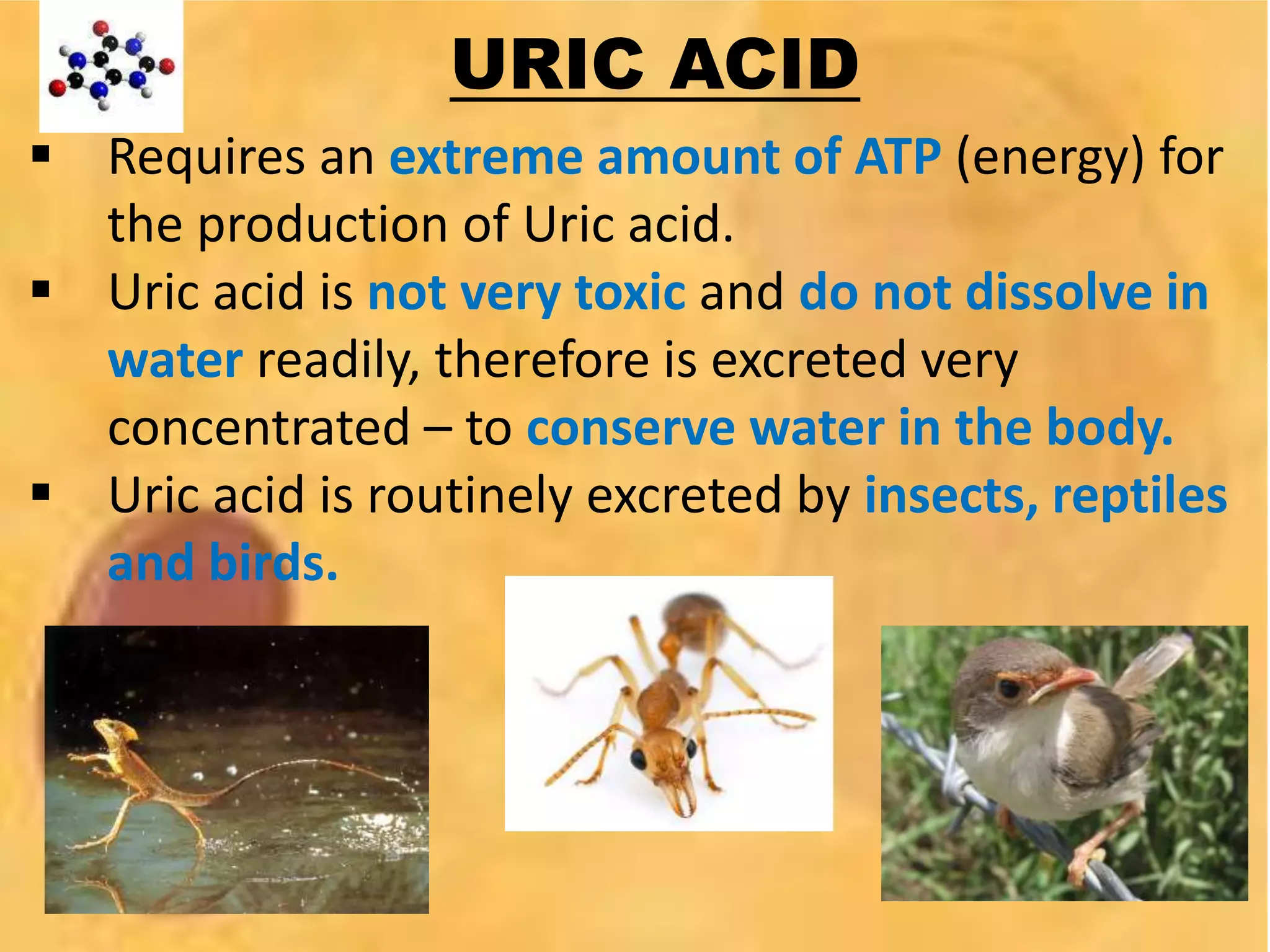 URIC ACID
 Requires an extreme amount of ATP (energy) for
the production of Uric acid.
 Uric acid is not very toxic and do not dissolve in
water readily, therefore is excreted very
concentrated – to conserve water in the body.
 Uric acid is routinely excreted by insects, reptiles
and birds.
 