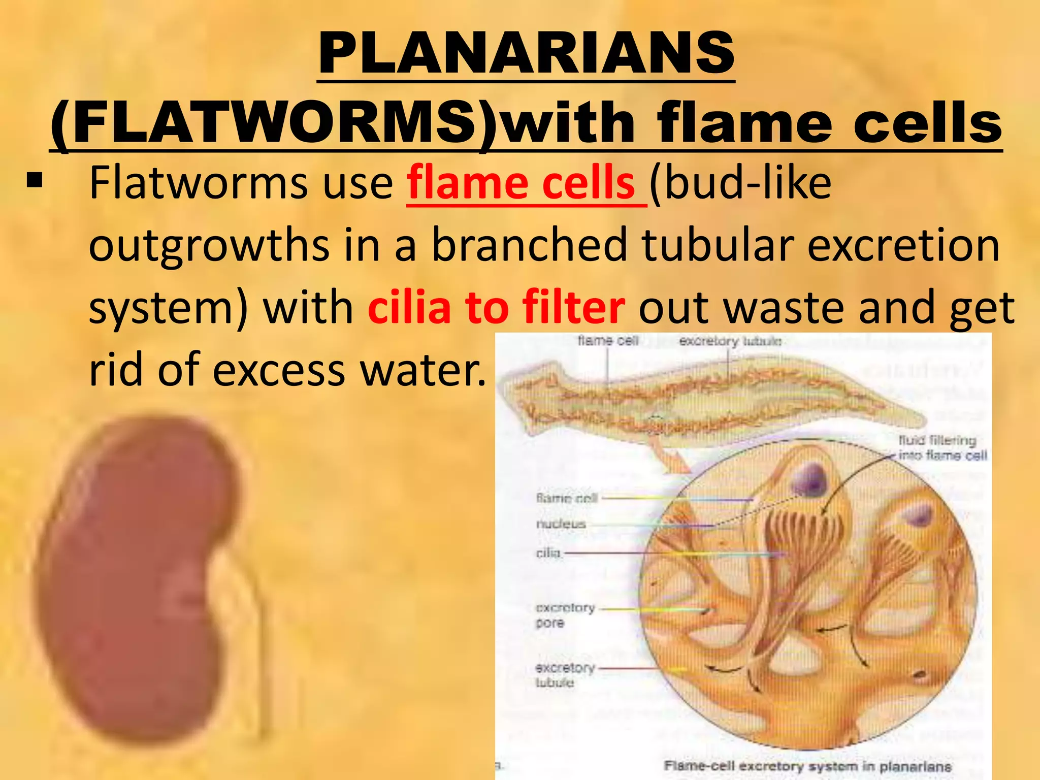 PLANARIANS
(FLATWORMS)with flame cells
 Flatworms use flame cells (bud-like
outgrowths in a branched tubular excretion
system) with cilia to filter out waste and get
rid of excess water.
 