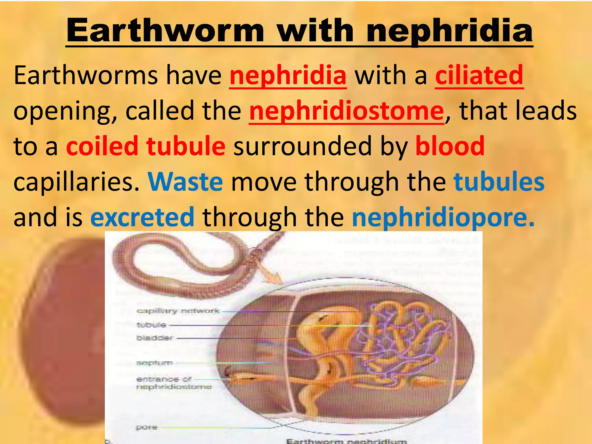 Earthworm with nephridia
Earthworms have nephridia with a ciliated
opening, called the nephridiostome, that leads
to a coiled tubule surrounded by blood
capillaries. Waste move through the tubules
and is excreted through the nephridiopore.
 