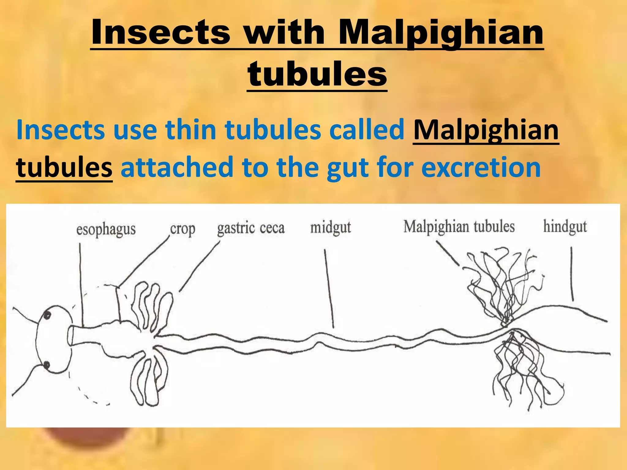 Insects with Malpighian
tubules
Insects use thin tubules called Malpighian
tubules attached to the gut for excretion
 