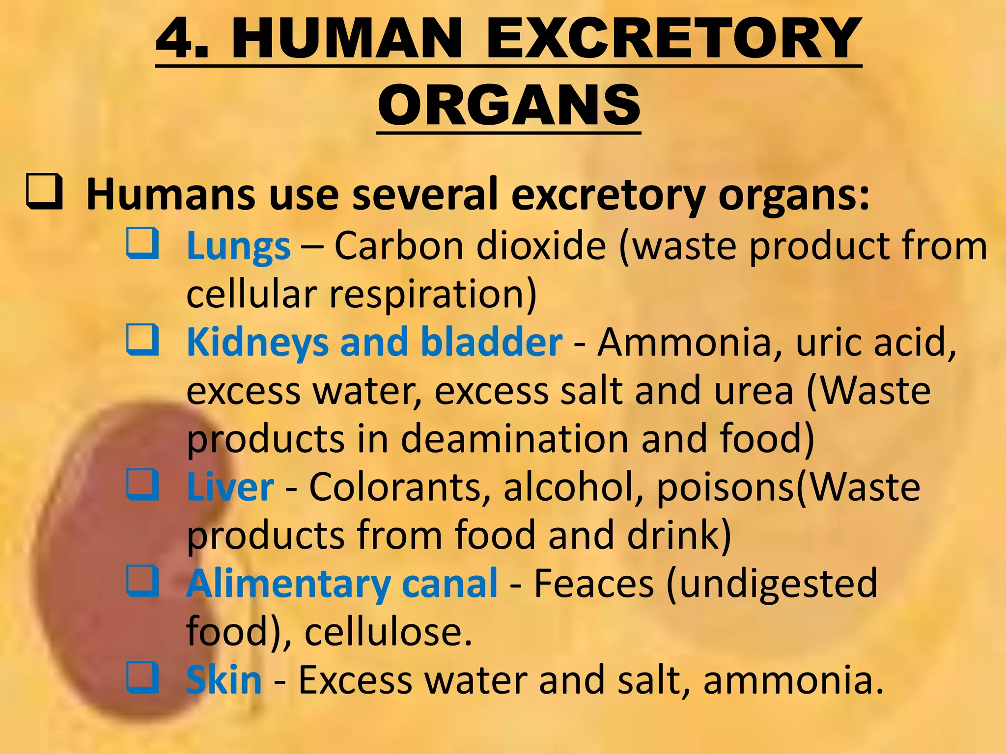 ++
4. HUMAN EXCRETORY
ORGANS
 Humans use several excretory organs:
 Lungs – Carbon dioxide (waste product from
cellular respiration)
 Kidneys and bladder - Ammonia, uric acid,
excess water, excess salt and urea (Waste
products in deamination and food)
 Liver - Colorants, alcohol, poisons(Waste
products from food and drink)
 Alimentary canal - Feaces (undigested
food), cellulose.
 Skin - Excess water and salt, ammonia.
 