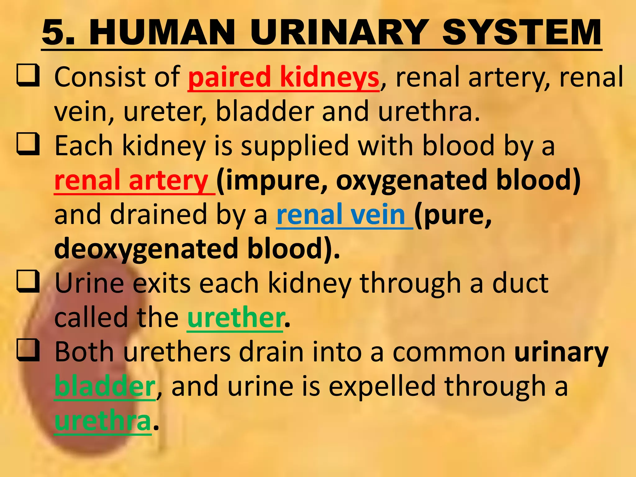 5. HUMAN URINARY SYSTEM
 Consist of paired kidneys, renal artery, renal
vein, ureter, bladder and urethra.
 Each kidney is supplied with blood by a
renal artery (impure, oxygenated blood)
and drained by a renal vein (pure,
deoxygenated blood).
 Urine exits each kidney through a duct
called the urether.
 Both urethers drain into a common urinary
bladder, and urine is expelled through a
urethra.
 