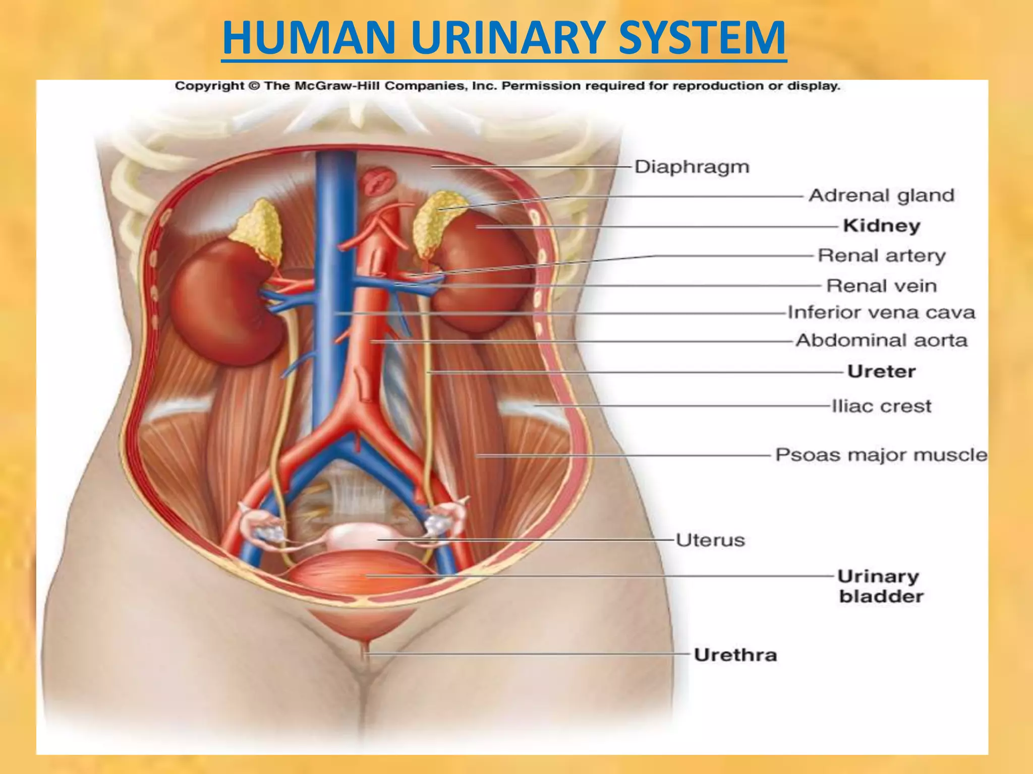 HUMAN URINARY SYSTEM
 